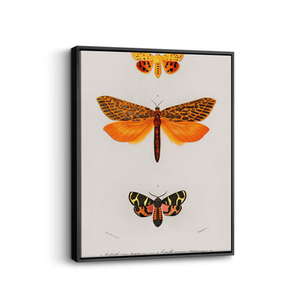 Fluttering Butterflies Duo Botanical Canvas