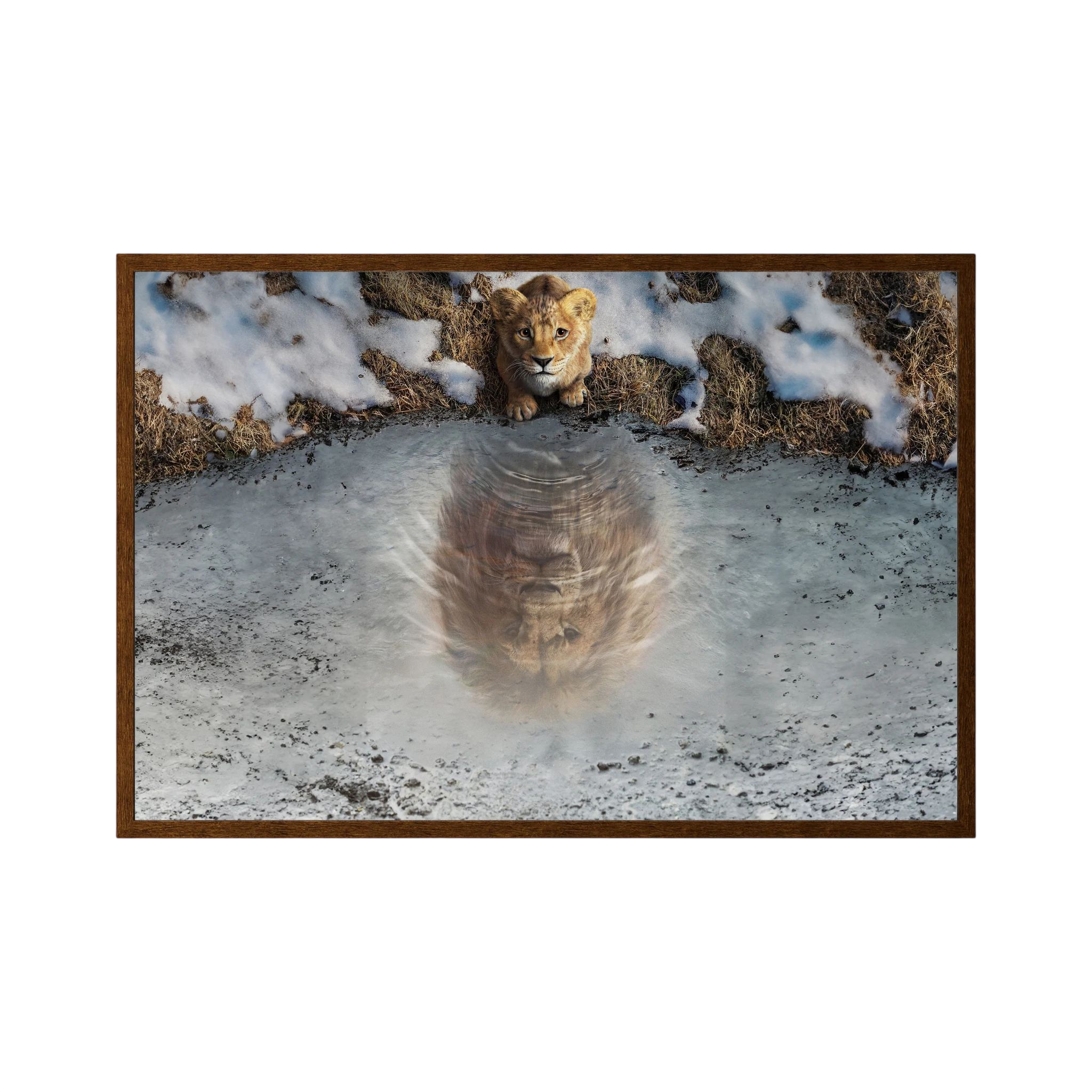 Lion cub looks into an icy pool where its reflection appears as a fully grown lion.