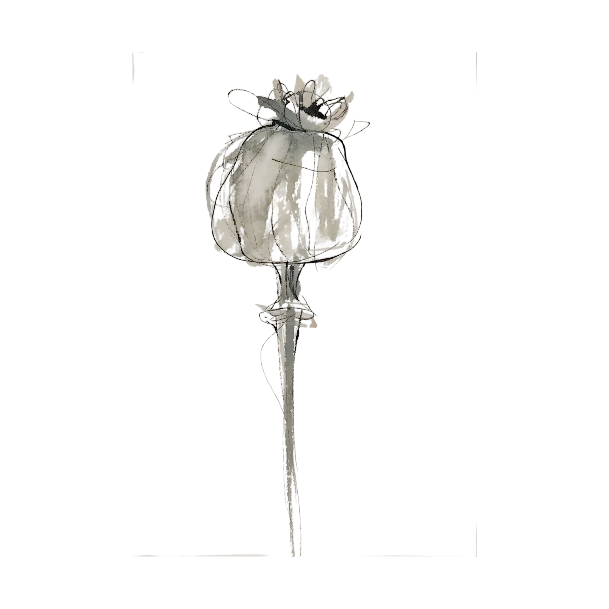 Delicate grey and black ink drawing of a poppy seed head on a warm cream background.