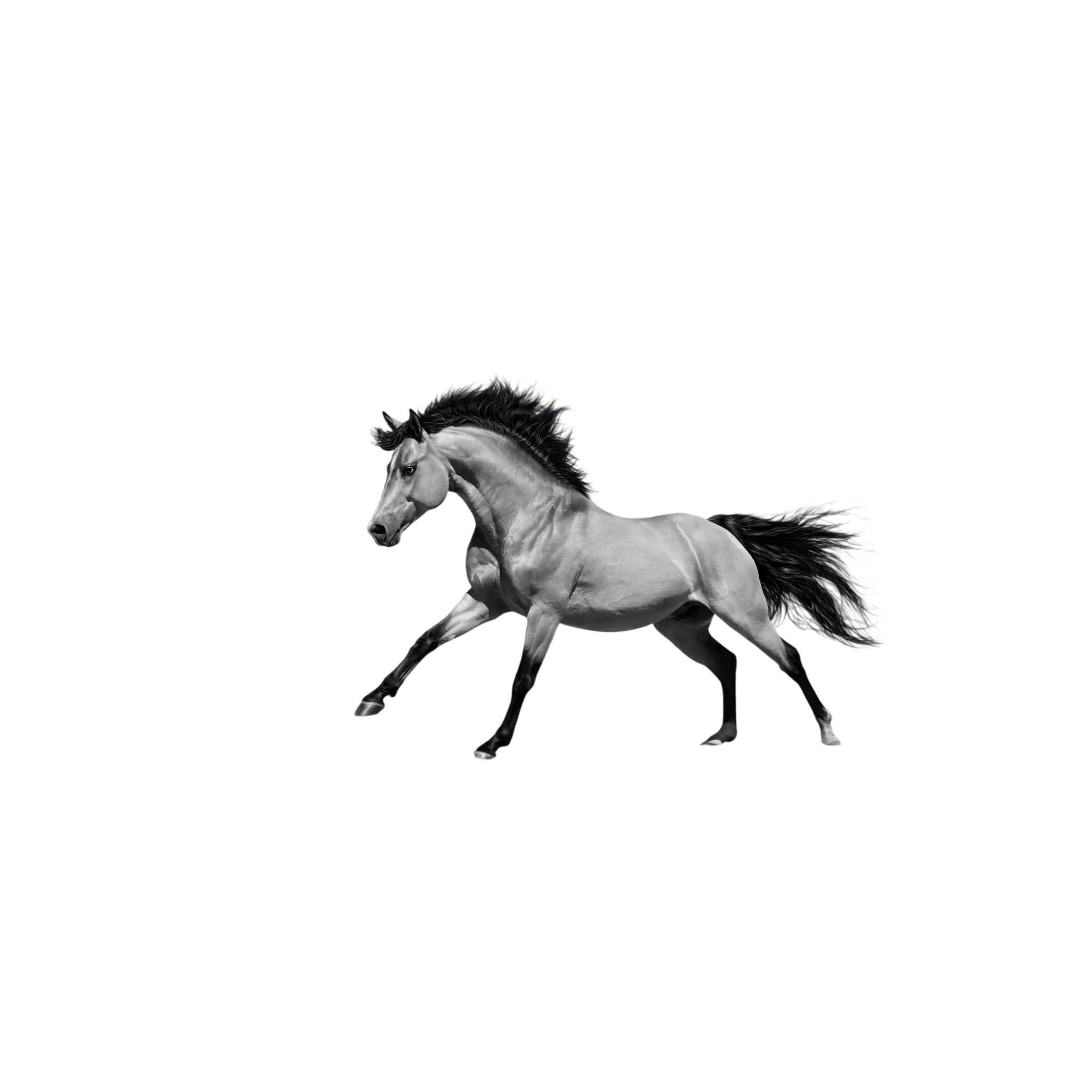 Black and white horse running across an open landscape.