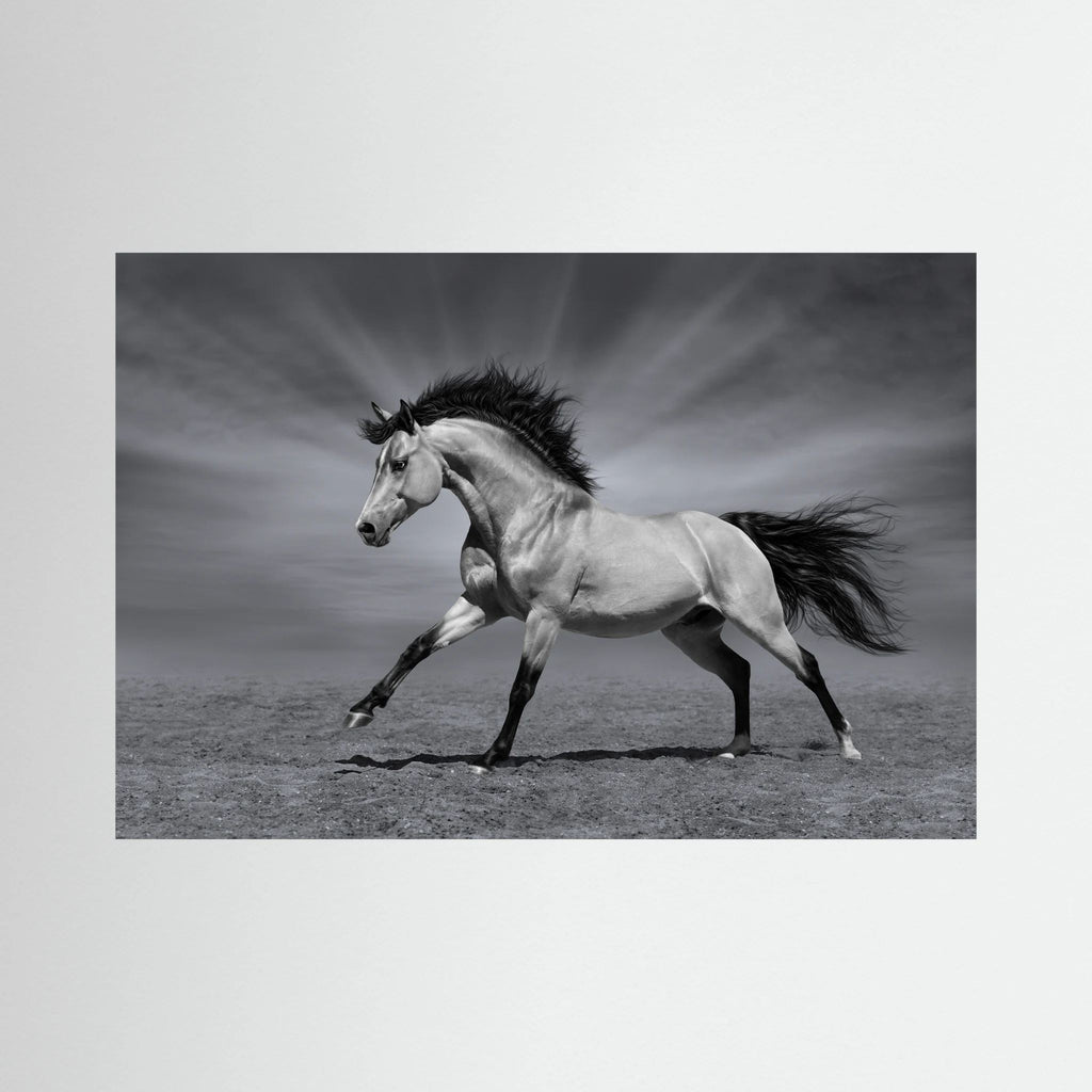Black and white horse running across an open landscape.