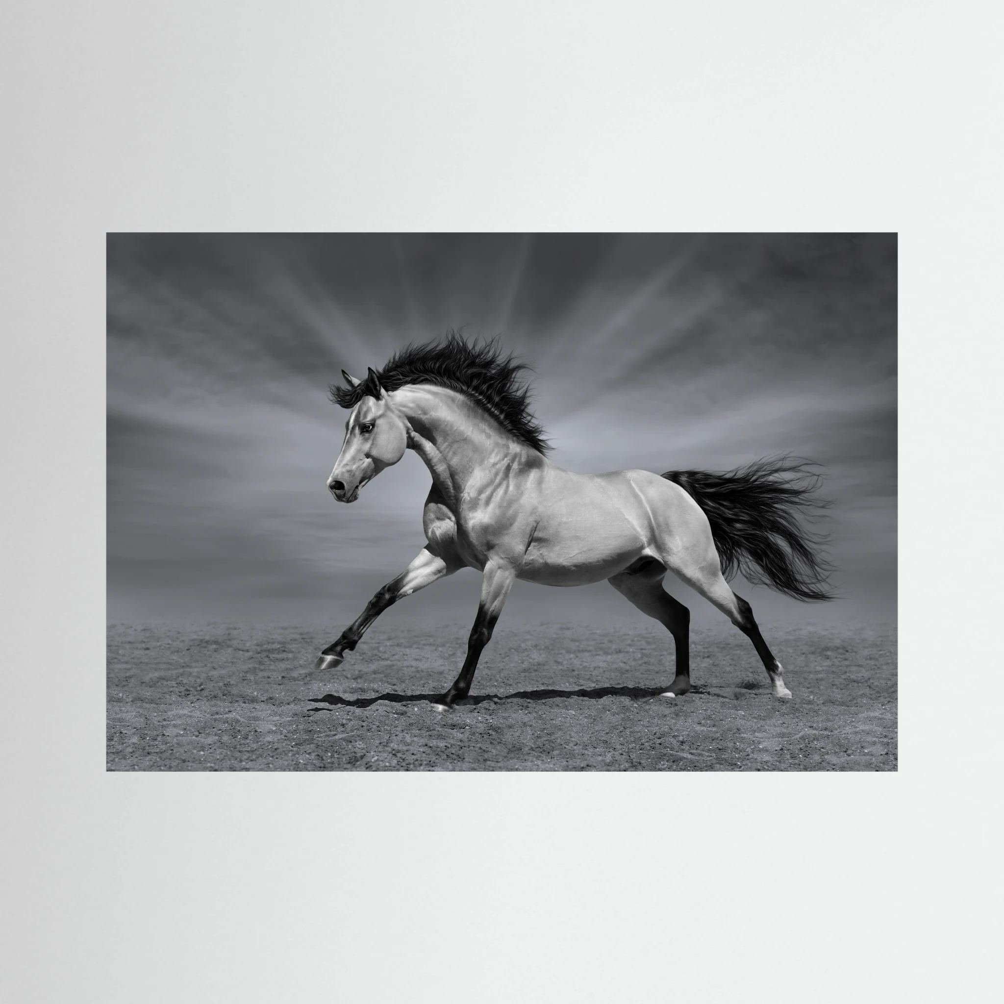 Black and white horse running across an open landscape.