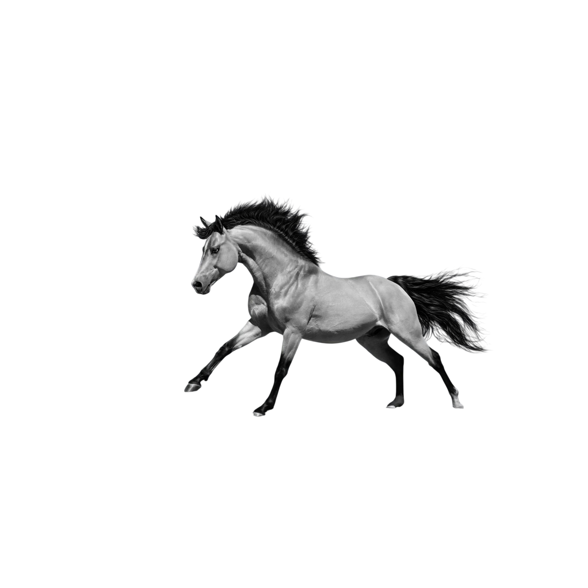 Black and white horse running across an open landscape.