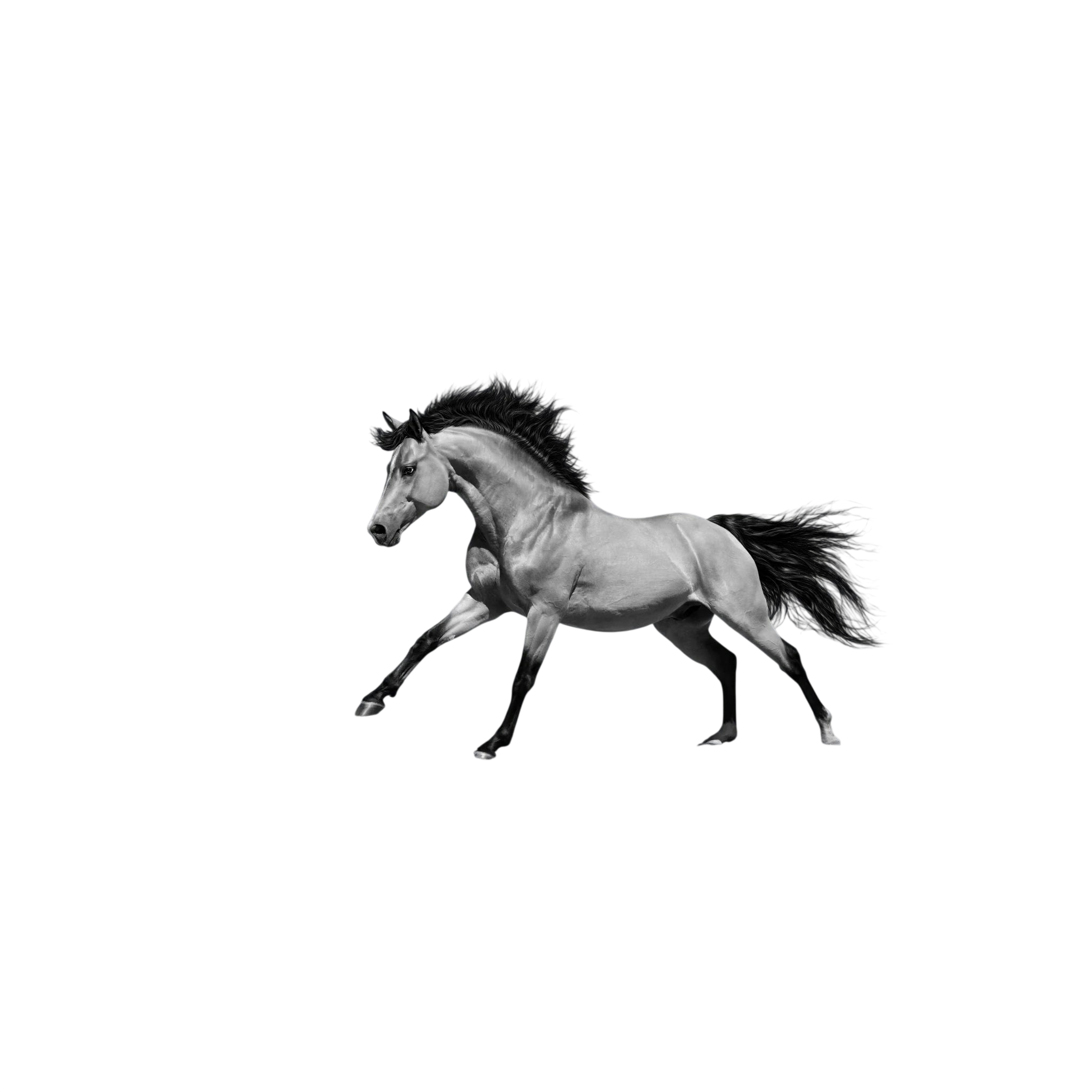 Black and white horse running across an open landscape.