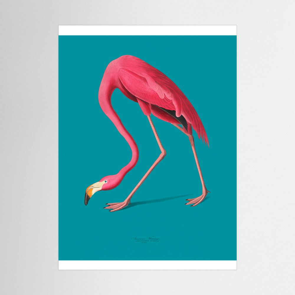 Pink flamingo bending forward on teal background.