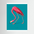 Pink flamingo bending forward on teal background.
